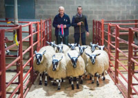 Champion pen of Mule Ewe Lambs (First Prize Pen of S cotch Mules) from Hillbrae sold for £240 per head